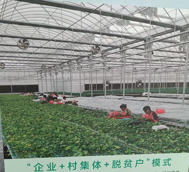 銅都街道炎山、深溝社區(qū)果蔬產(chǎn)業(yè)園建設(shè)項(xiàng)目